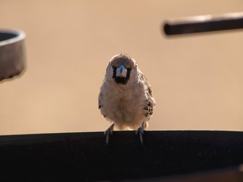 Weaver bird, Desert Camp